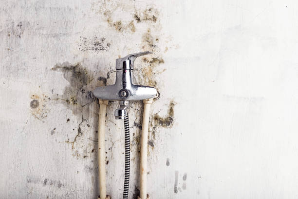 Best Residential Mold Remediation in Brookdale, SC