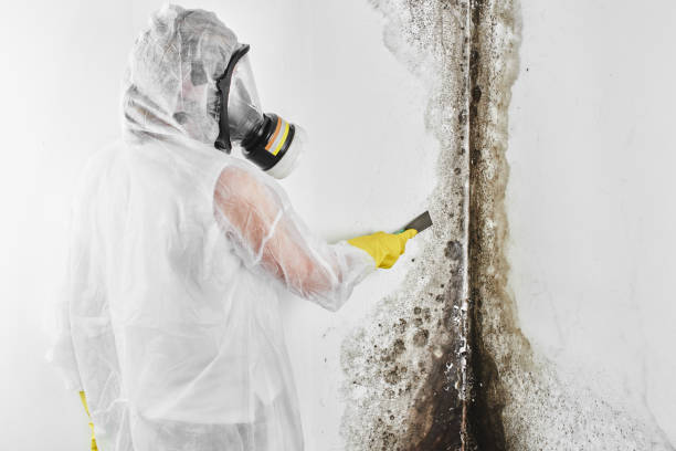Best White Mold Remediation in Brookdale, SC