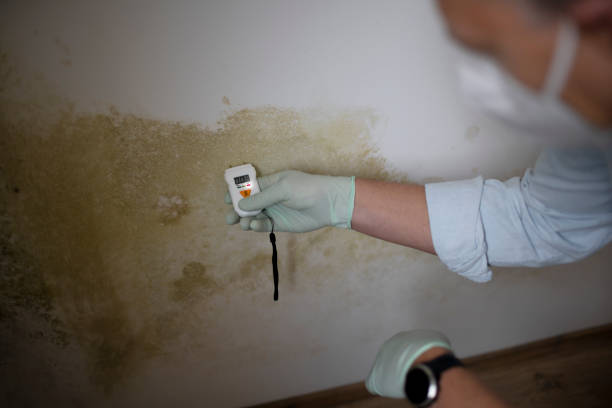 Best Mold Remediation for Specific Building Types in Brookdale, SC